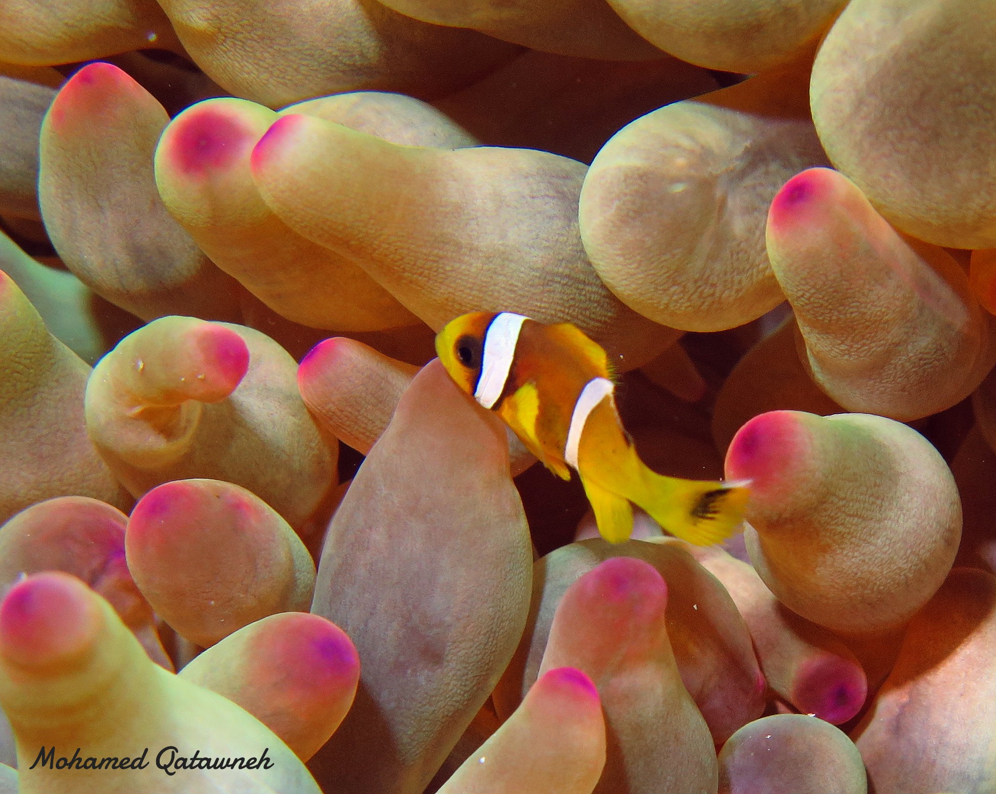Red Sea coral reef