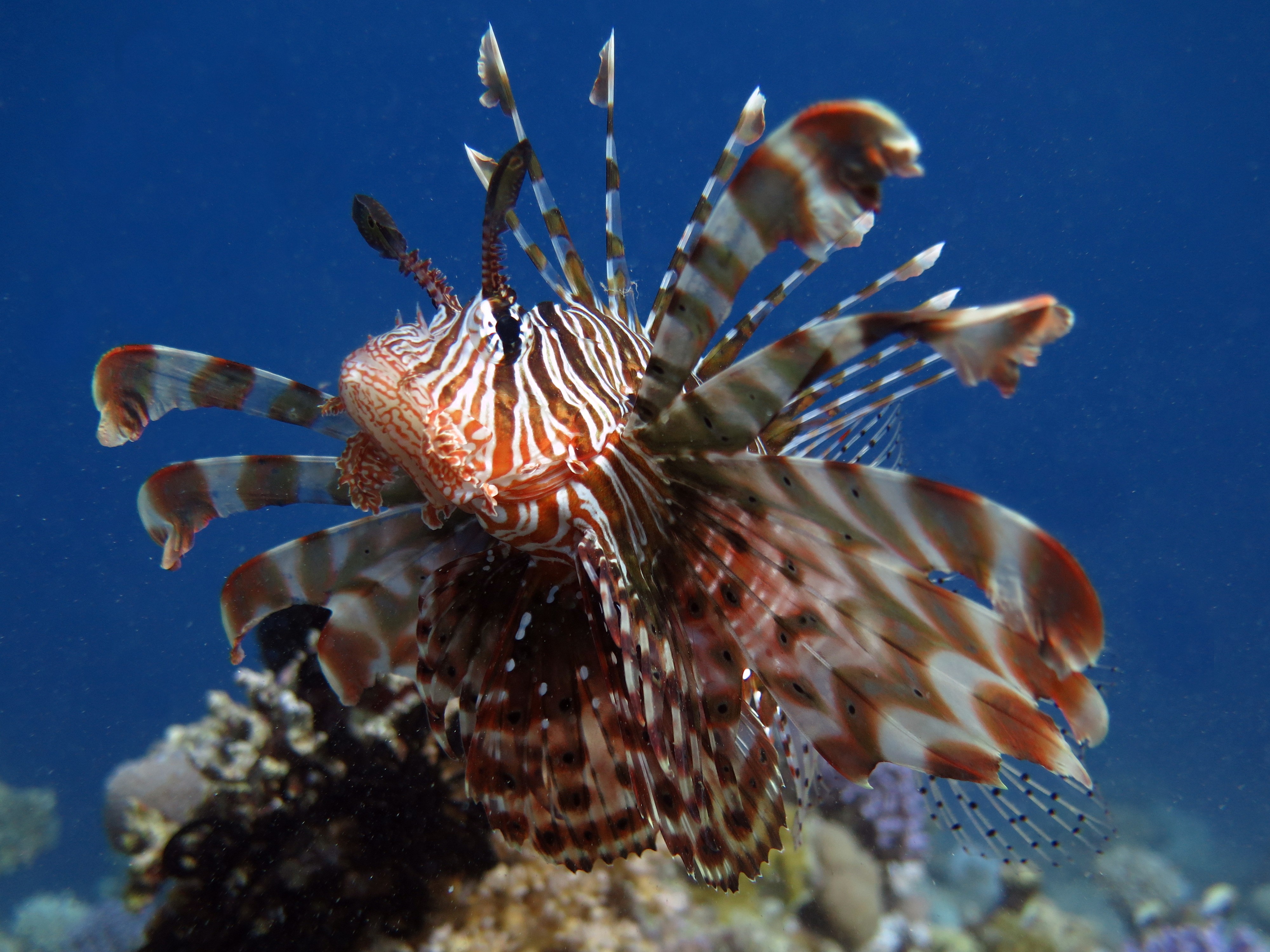 Underwater scene in Aqaba